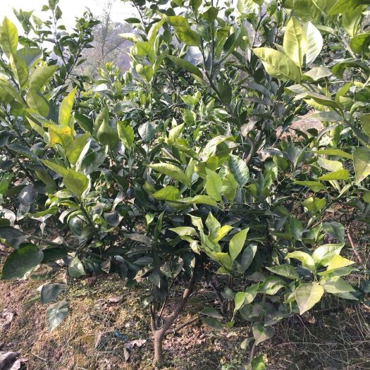 资阳塔罗科血橙苗 嫁接苗 0.5~1米 