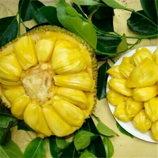 灵山县海南菠萝蜜苗