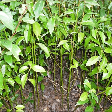 沭阳县樟树苗