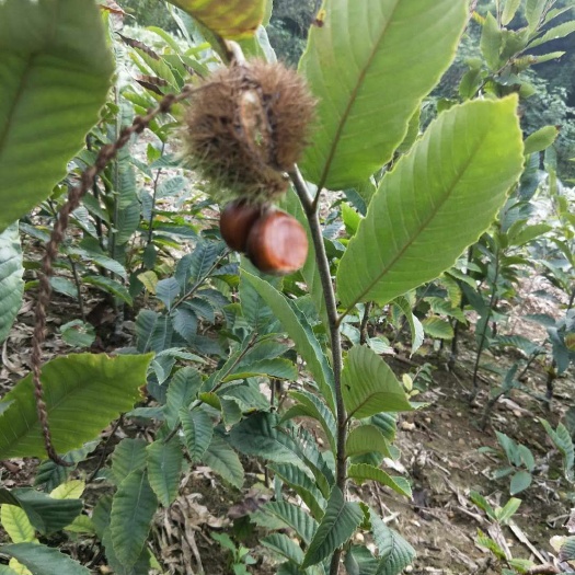 简阳市毛板红板栗苗 嫁接苗 0.5~1米 