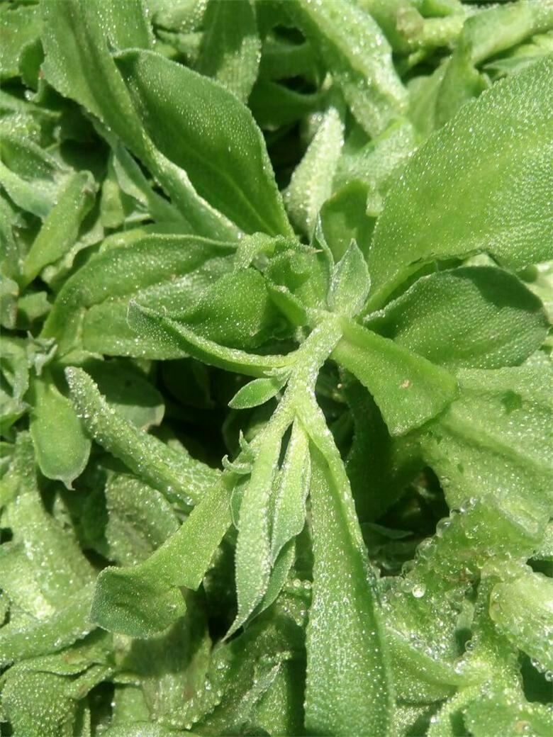 非洲冰草  冰菜種子一冰草種子