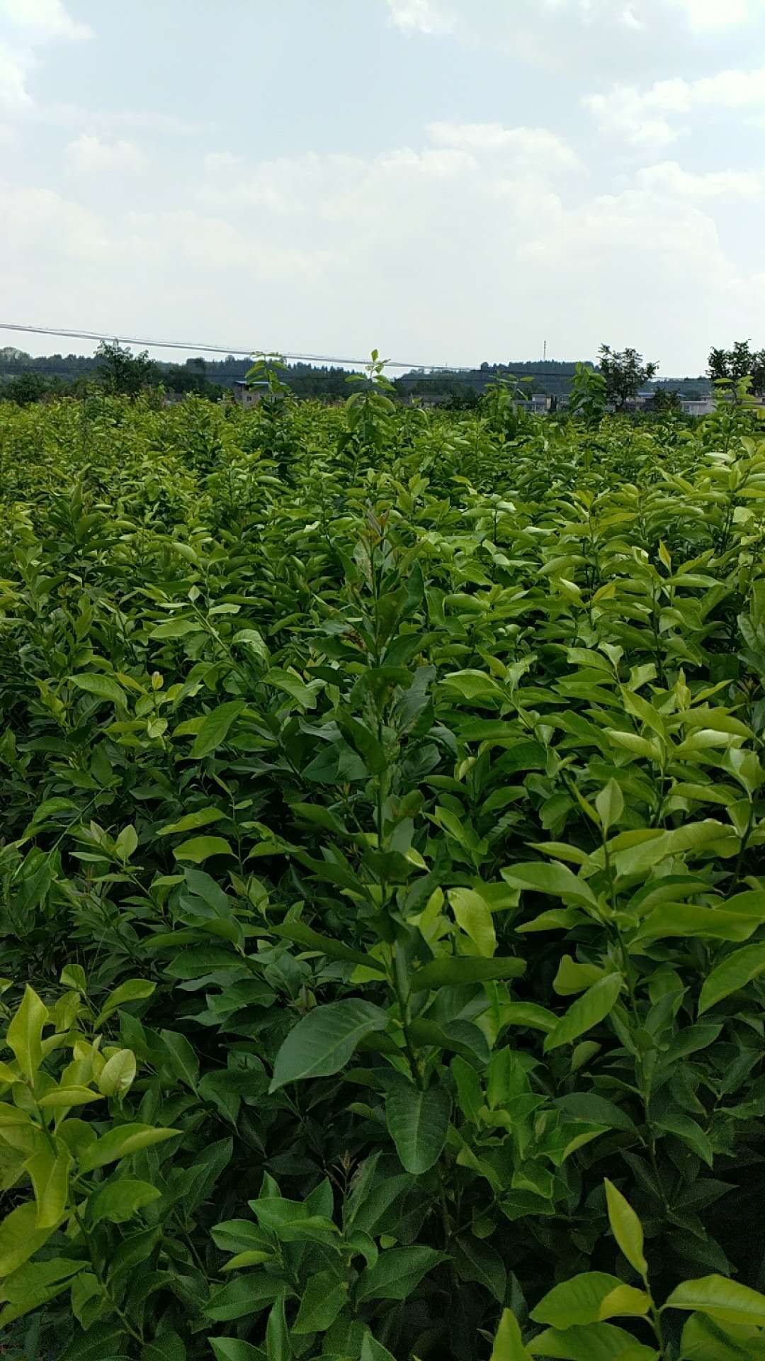 沃柑苗最近价格(沃柑价格行情)