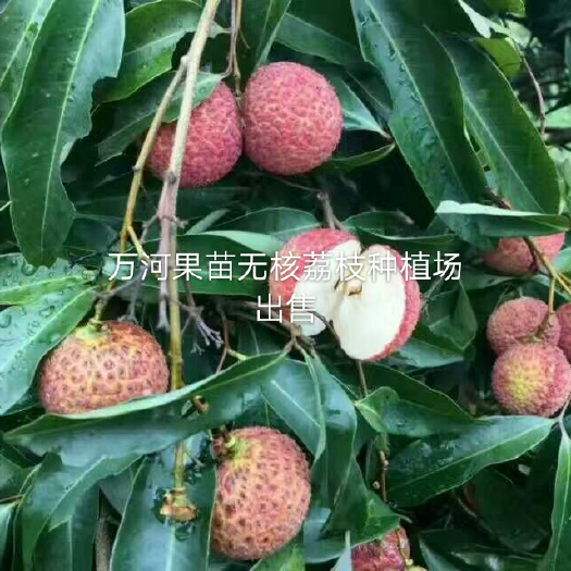 灵山县无核荔枝苗