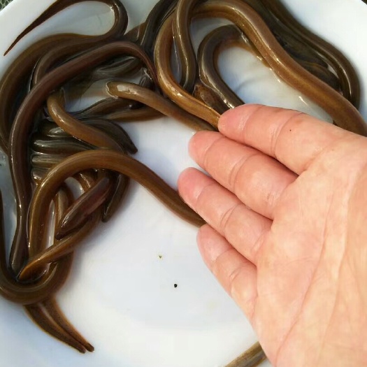 广州正大9号黄鳝苗