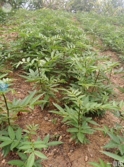 永善县青花椒苗