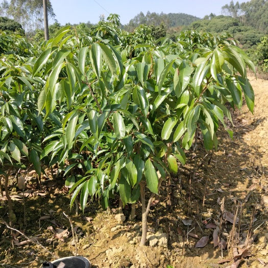 灵山县无核荔枝苗