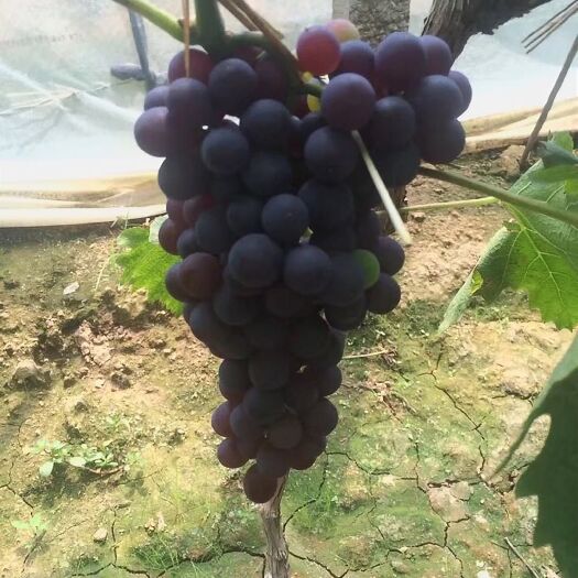 平邑县玫瑰香葡萄苗 
