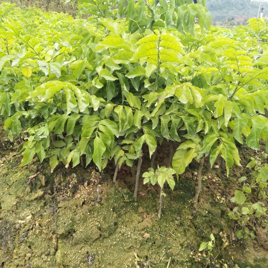 灵山县鸡心黄皮苗