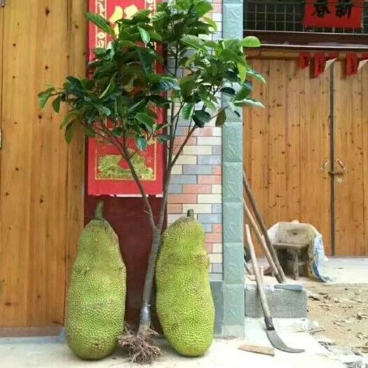 灵山县马来西亚一号菠萝蜜苗 