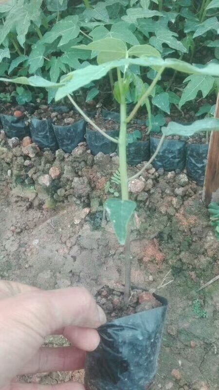 红肉木瓜水果木瓜苗营养杯苗可盆栽地栽庭院种植带土带叶发货包邮