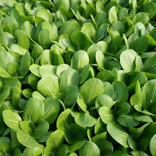 曹县上海青 山东曹县油菜
