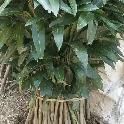 灵山县金煌芒果苗