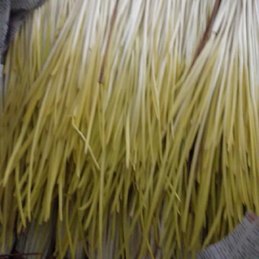 遵化市蒜黄 45 - 50cm