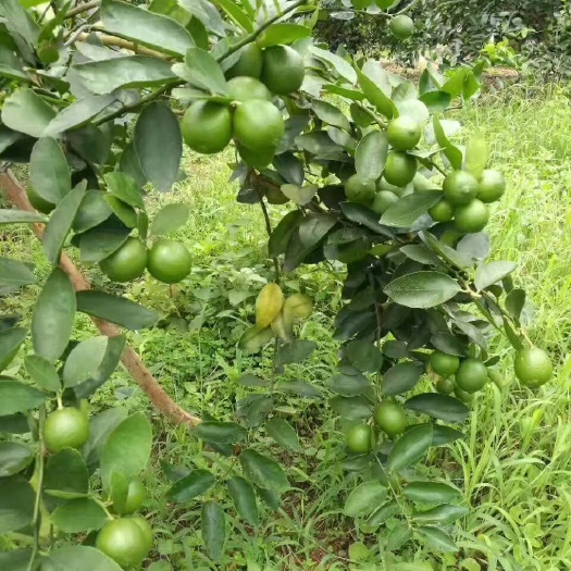 灵山县香水柠檬苗 