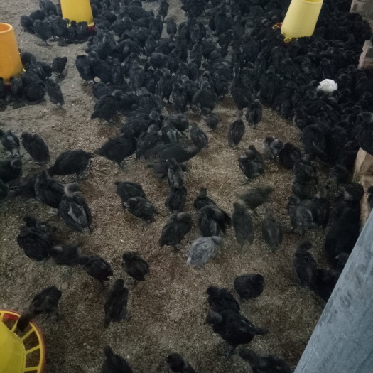 赤水市绿壳蛋鸡苗