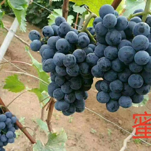 平邑县蜜光 