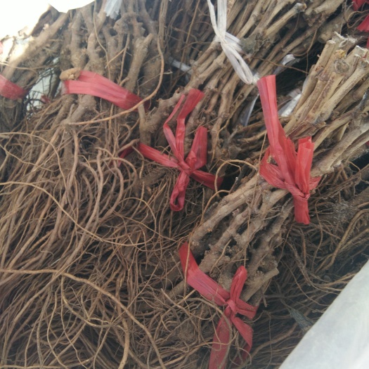 卢龙县巨玫瑰葡萄苗