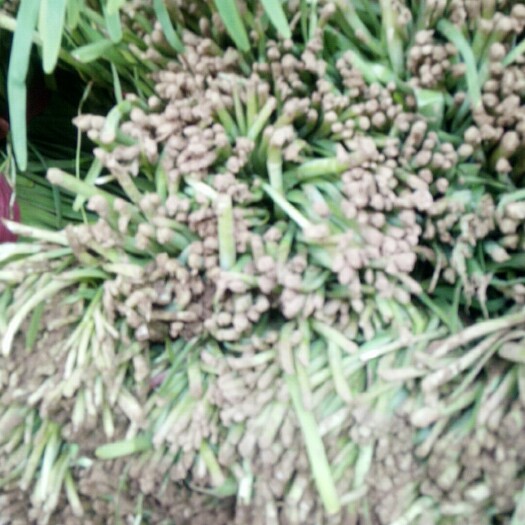 莘县大叶韭菜 二茬