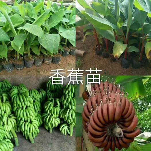 灵山县红蕉苗