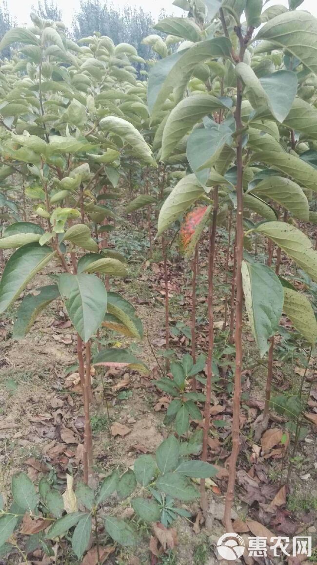 布鲁克斯樱桃树苗