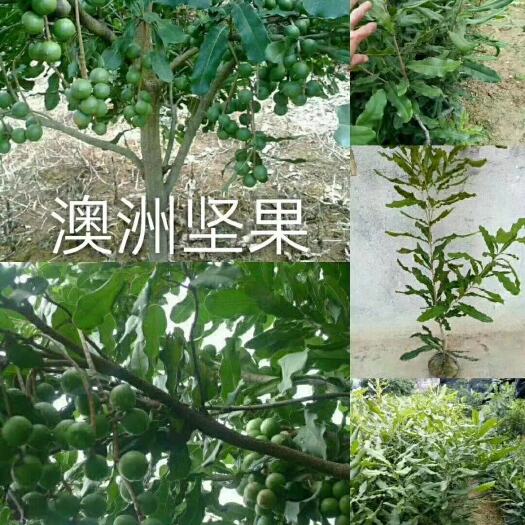 灵山县澳洲坚果苗 嫁接苗 0.5~1米 