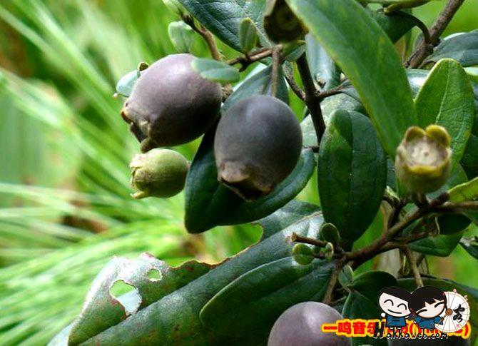 灵川县桃金娘苗 1~1.5米 