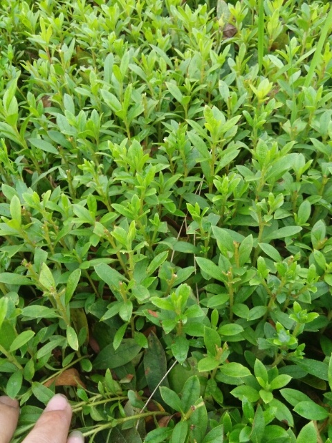荔浦市红露珍 10cm以下