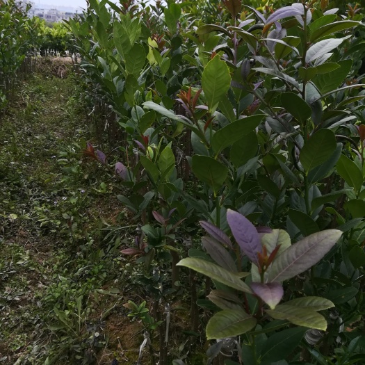 灵山县香水柠檬苗