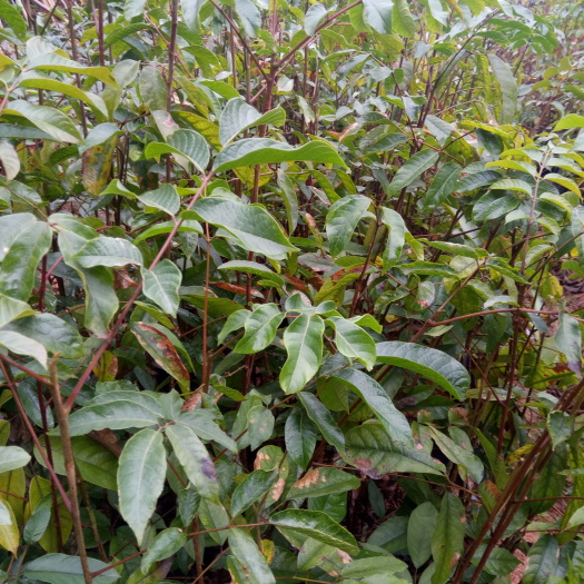 灵山县黄橄榄 