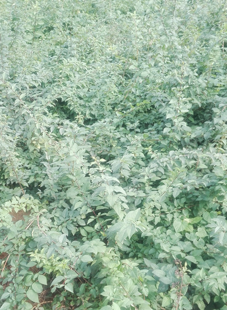 绛县药用连翘苗3号