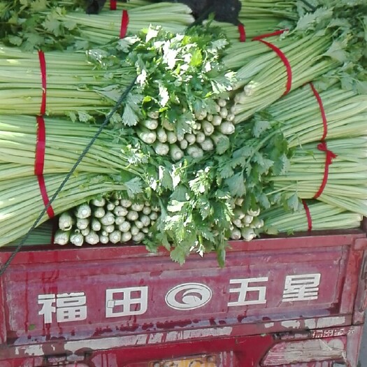 怀远县西芹