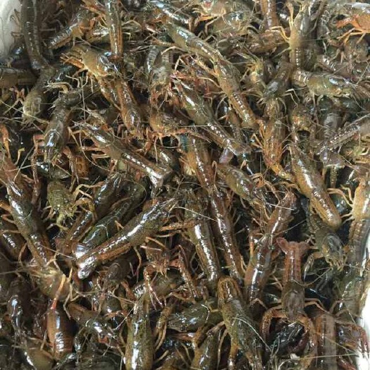 洪湖市龙虾苗  洪湖稻田小龙虾虾苗