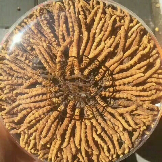 格尔木市冬虫夏草 