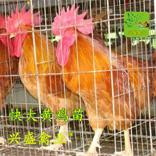 南宁快大黄鸡苗 公