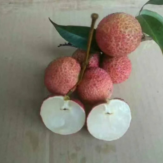 灵山县无核荔枝苗 