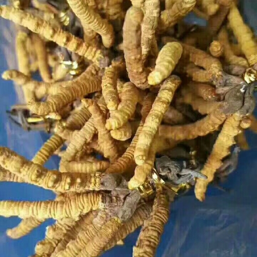 格尔木市冬虫夏草 