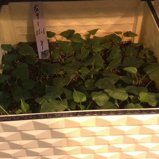 禹州市龙薯9号红薯苗 15~25cm