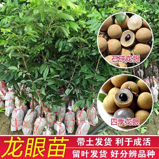 灵山县石峡龙眼苗  供应，石硖龙眼苗
