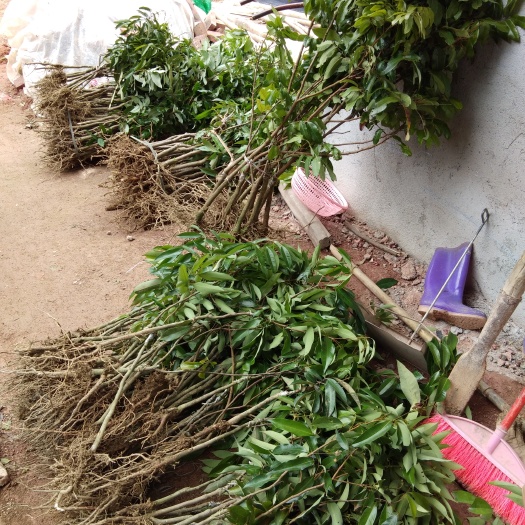 灵山县妃子笑荔枝苗 嫁接苗裸根沾红泥浆保湿发货包邮苗子靓丽价格优惠