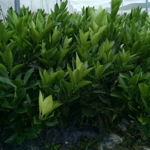 瑞金市纽荷尔脐橙苗 嫁接苗 0.5~1米 