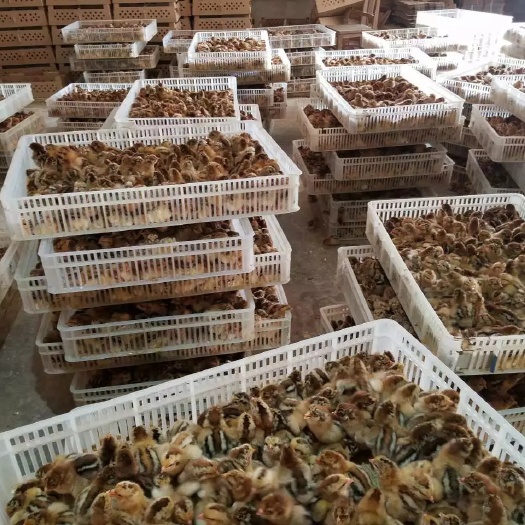 咸阳K9鸡苗