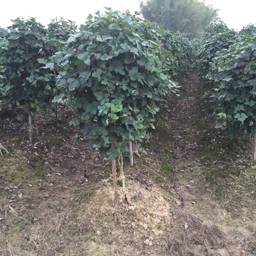 藤县无渣粉葛根种苗种段 高产无菌品种 基地直供 买即送种植资料