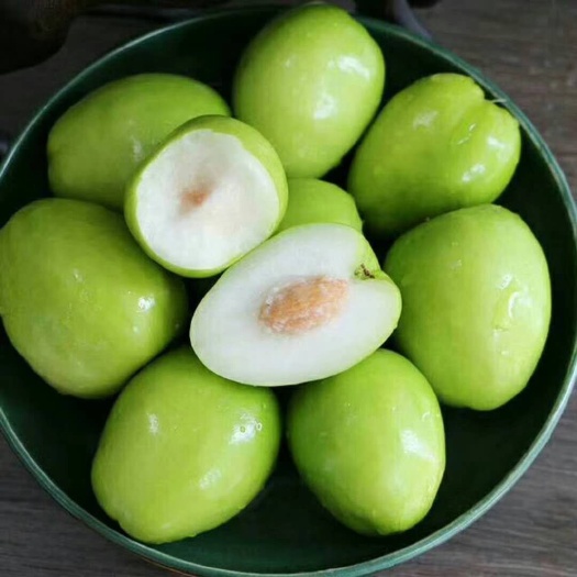 灵山县大青枣苗 
