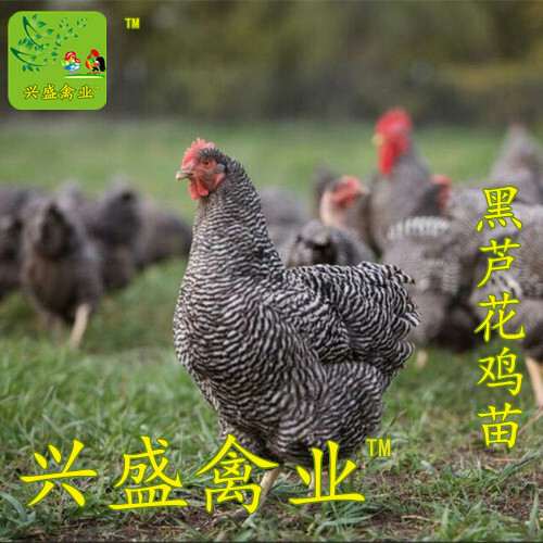 南宁芦花鸡苗 母