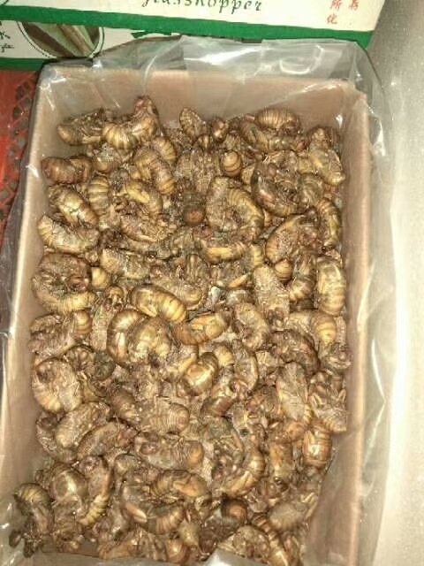 钟祥市金蝉