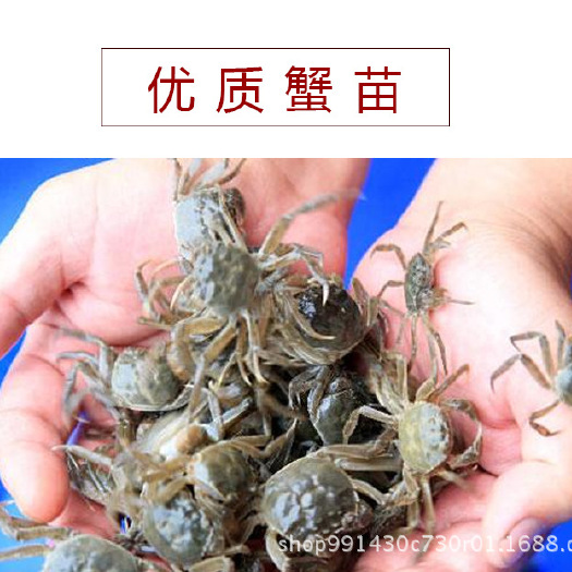 盘山县盘锦优质蟹苗批发供应
