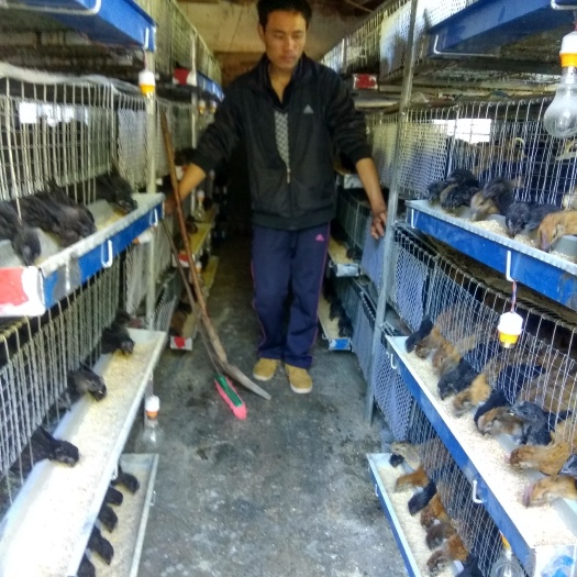 盐边县乌鸡苗 