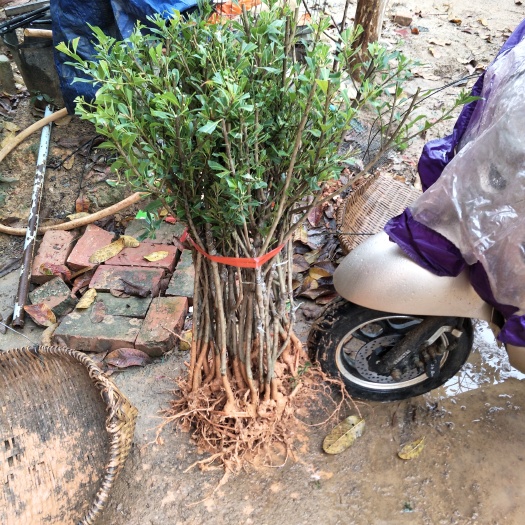 灵山县东槐杨梅苗