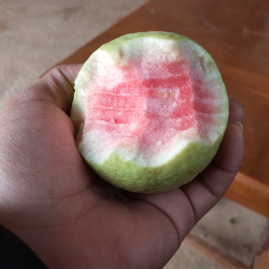 灵山县红心芭乐番石榴苗