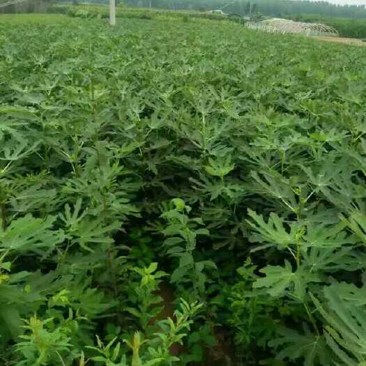 布兰瑞克无花果苗   基地直销，波姬红，金嗷芬，大青皮无花果树苗场家